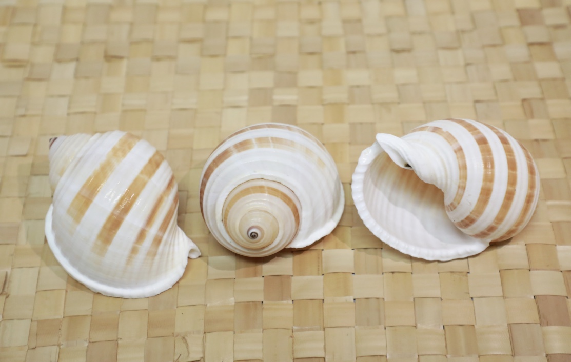 Tuna Sipa Shell Stripe